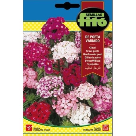 Clavel de Poeta Variado