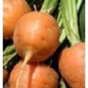 zanahoria parisina - semillas sin tratamiento