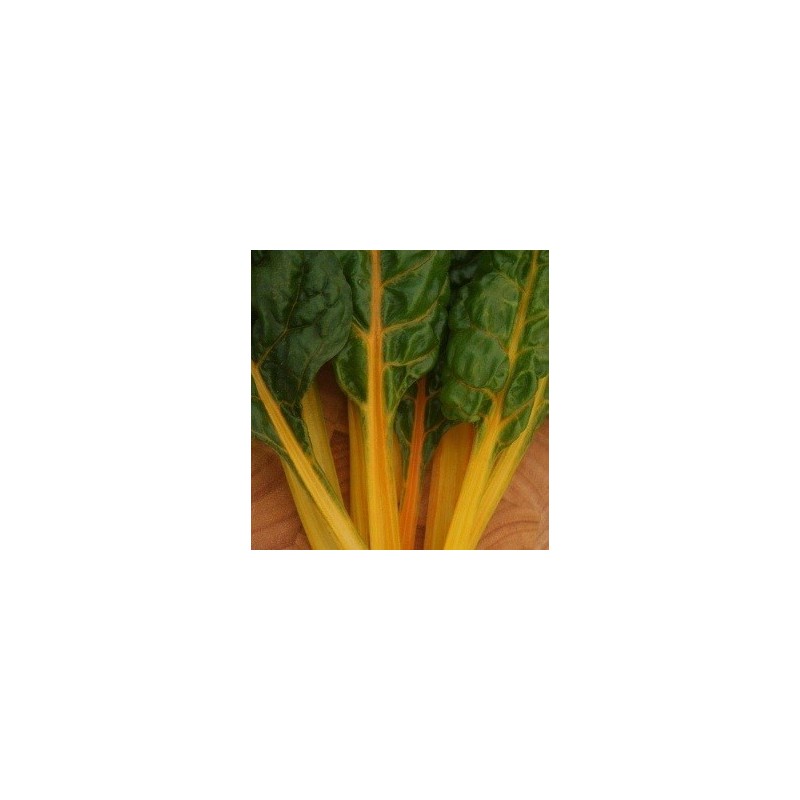 acelga brigt yellow (semillas ecolÃ³gicas)