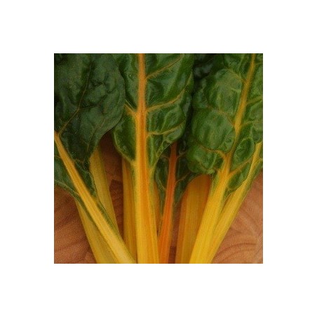 acelga brigt yellow (semillas ecolÃ³gicas)