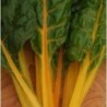 acelga brigt yellow (semillas ecolÃ³gicas)