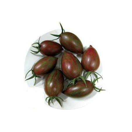 semillas de tomate cherry cebra purpura F1