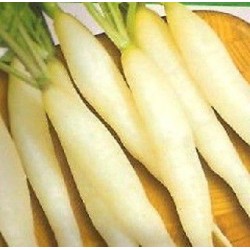 rabanito candela de hielo (semillas ecolÃ³gicas)