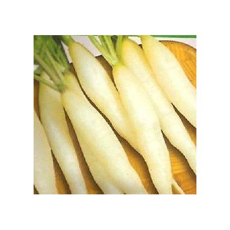 rabanito candela de hielo (semillas ecolÃ³gicas)