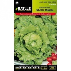 lechuga batavia crispilla amarilla