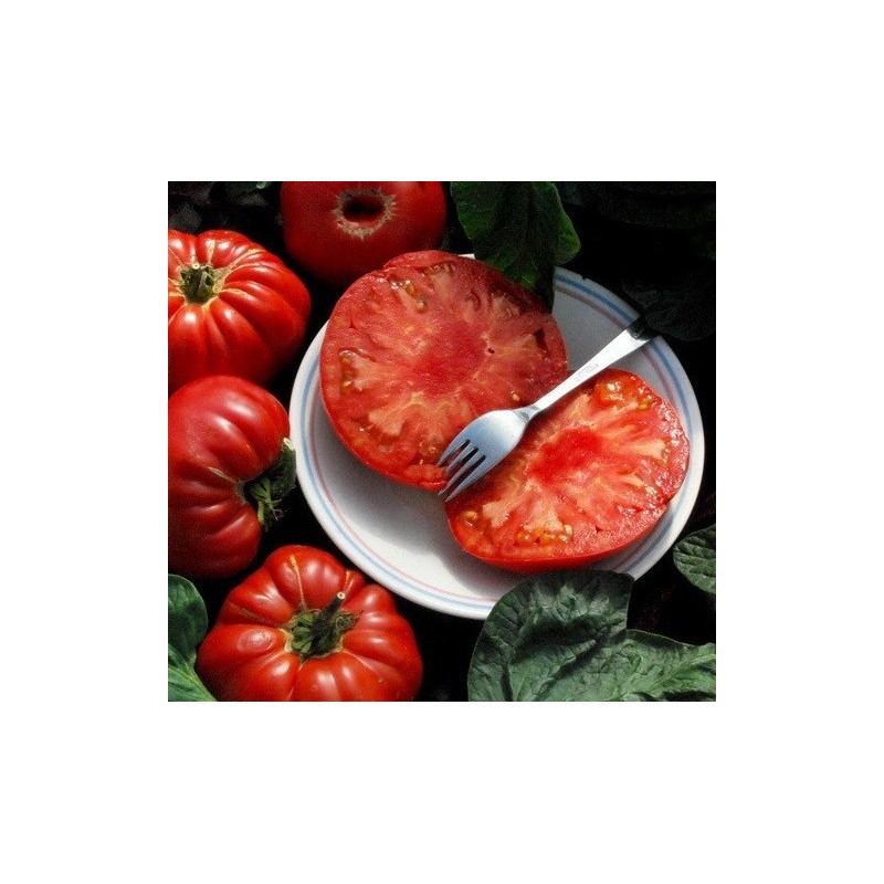 tomate  PrudenÂ´s purple