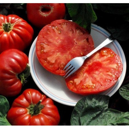 tomate  PrudenÂ´s purple