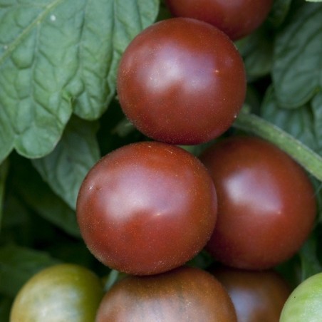 Tomate Brown Berry