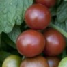 Tomate Brown Berry