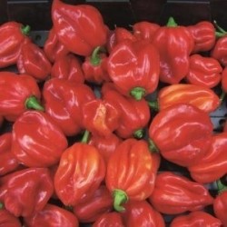 pimiento Scotch Bonnet Caribbean Antillais