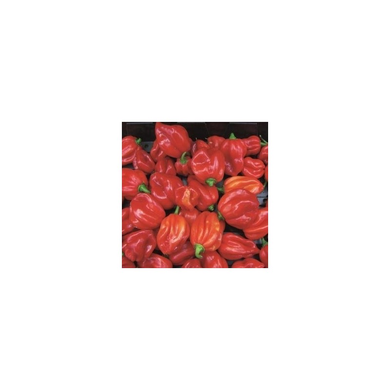 pimiento Scotch Bonnet Caribbean Antillais