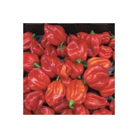 pimiento Scotch Bonnet Caribbean Antillais