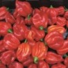 pimiento Scotch Bonnet Caribbean Antillais