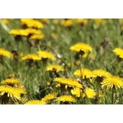 Diente de leÃ³n - semillas no tratadas