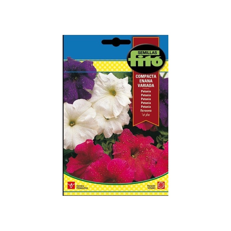 petunia enana variada