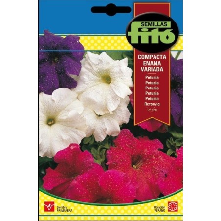 petunia enana variada