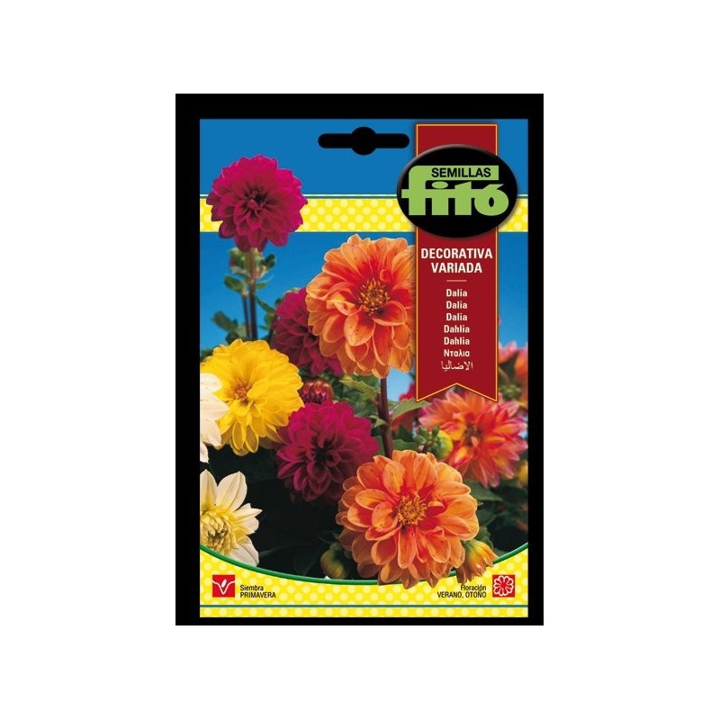 dalia decorativa variada