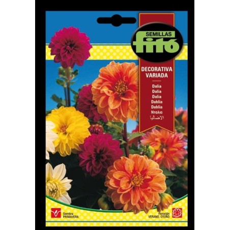 dalia decorativa variada