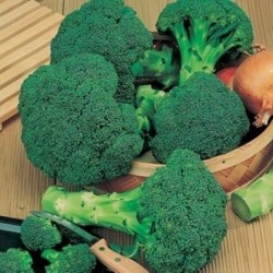 Brocoli Calabrese Waltham