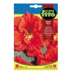 capuchina enana roja