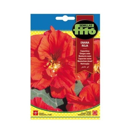 capuchina enana roja