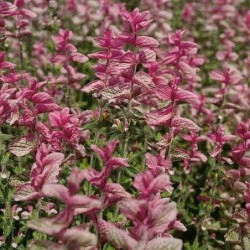 Salvia say so rose - semillas no tratadas