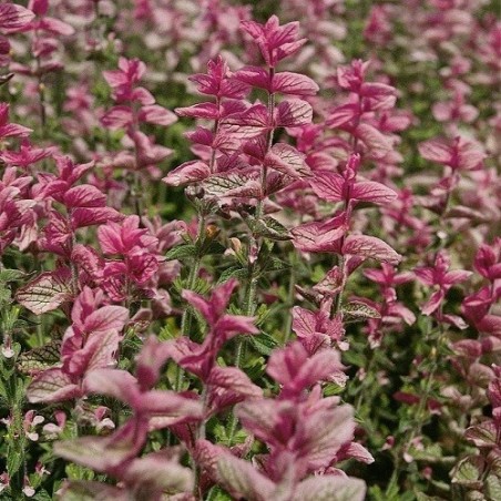 Salvia say so rose - semillas no tratadas
