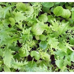 Mezcla oriental  - semillas no tratadas