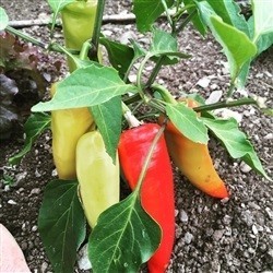 pimiento hungarian hot wax (semillas ecolÃ³gicas)