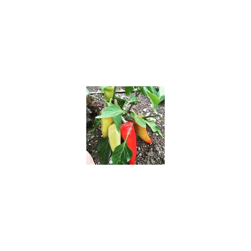 pimiento hungarian hot wax (semillas ecolÃ³gicas)