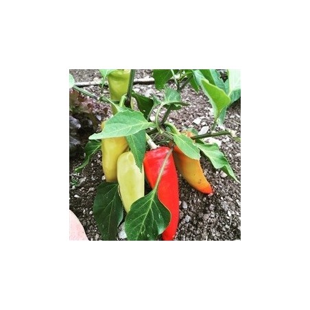 pimiento hungarian hot wax (semillas ecolÃ³gicas)