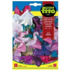 guisante de olor alto variado