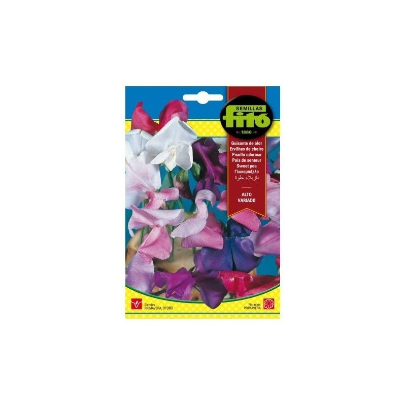 guisante de olor alto variado