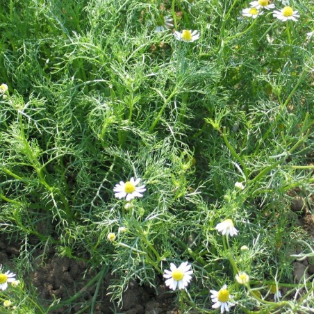 Manzanilla (Semillas EcolÃ³gicas)