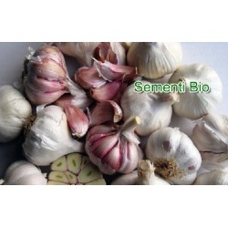 ajo de siembra morado gardos - ecolÃ³gico