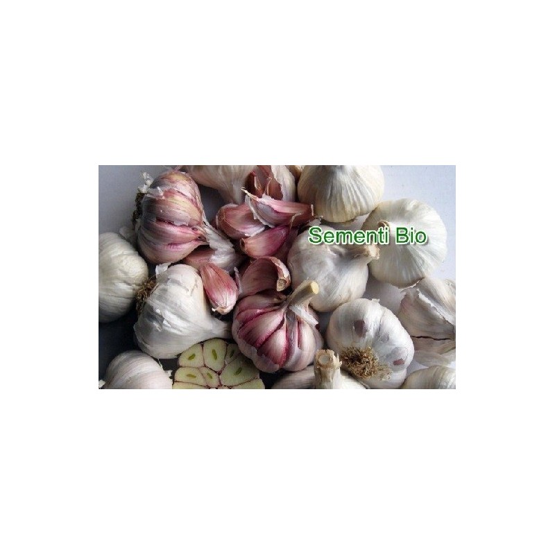 ajo de siembra morado gardos - ecolÃ³gico