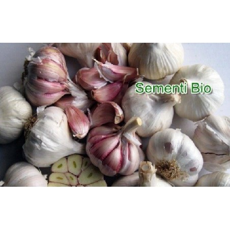 ajo de siembra morado gardos - ecolÃ³gico