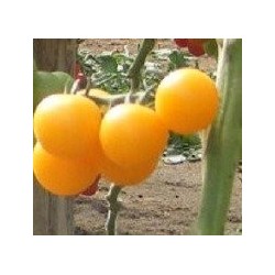 tomate tangidel (semillas ecolÃ³gicas)