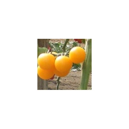 tomate tangidel (semillas ecolÃ³gicas)