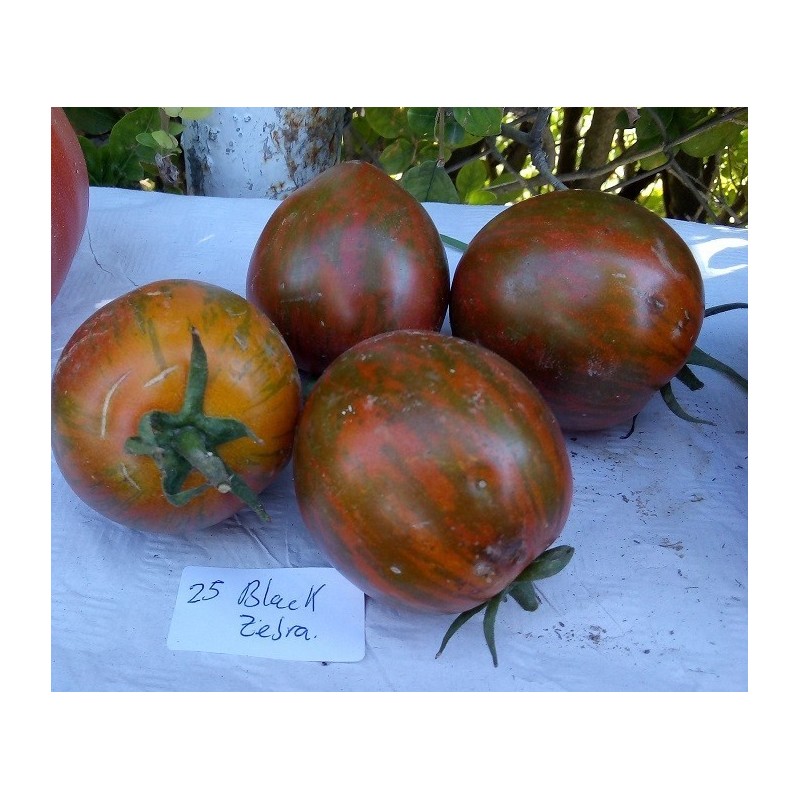 Tomate black zebra - semillas no tratadas