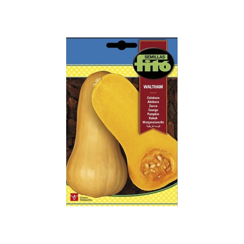 Calabaza Waltham butternut