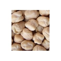 garbanzo pedrosillano - semillas ecolÃ³gicas