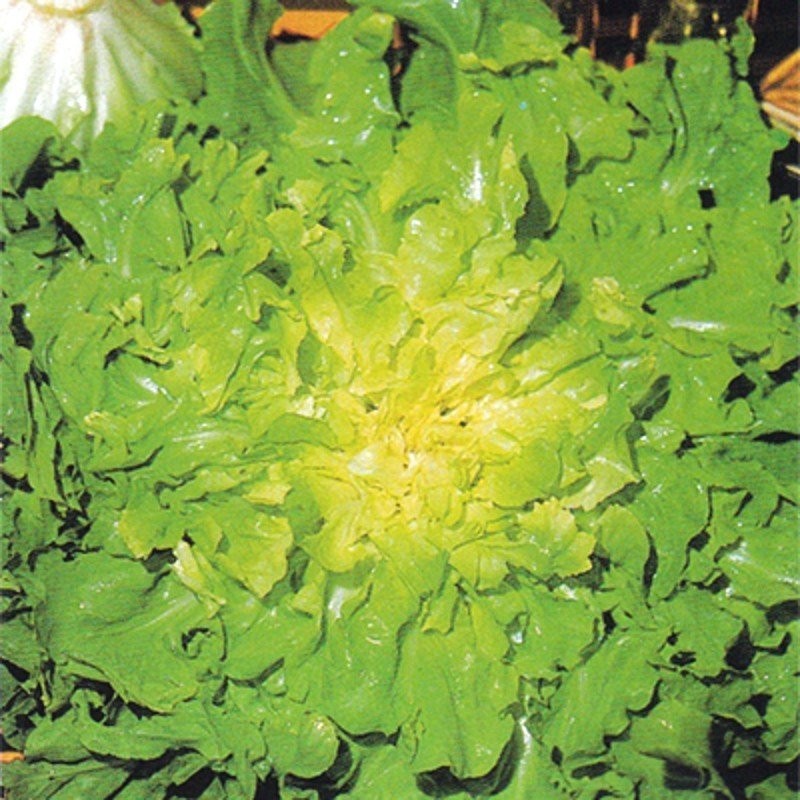 Escarola Blond Full Heart - semillas no tratadas