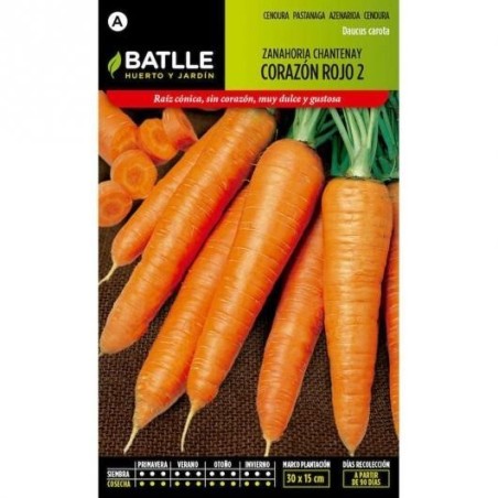 zanahoria chantenay corazon rojo 2