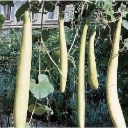 calabaza serpiente de Sicilia - semillas no tratadas