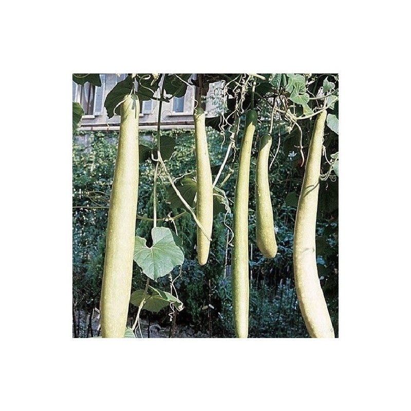 calabaza serpiente de Sicilia - semillas no tratadas