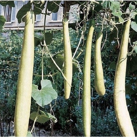 calabaza serpiente de Sicilia - semillas no tratadas