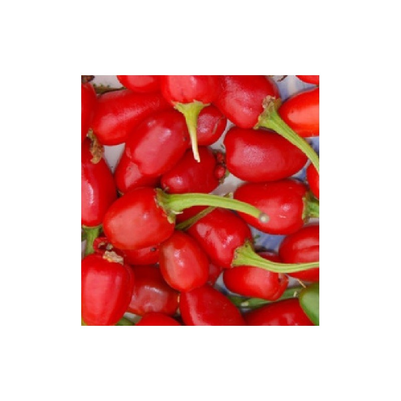 pimiento - guindilla tailandesa Thai hot