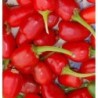 pimiento - guindilla tailandesa Thai hot