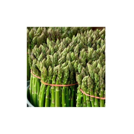 esparrago Mary Washington- semillas no tratadas